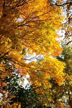 autumn background with colored leaves on wooden board