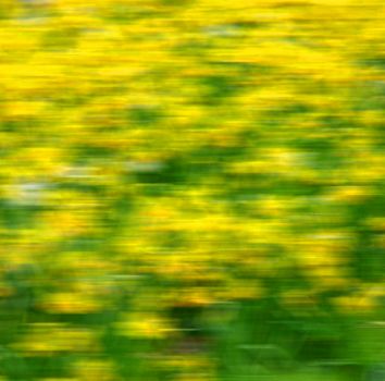 purple  in london yellow flower field nature and spring