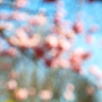 in london park      the   pink tree and blossom flowers natural