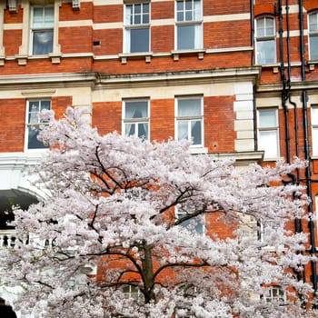 in  europe london old red brick wall and              historical window