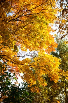autumn background with colored leaves on wooden board