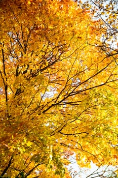 autumn background with colored leaves on wooden board