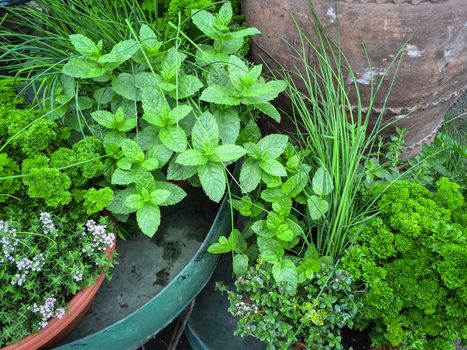 Edible green herbs. Mint, parsley, chives, thyme.