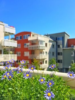 Balcony with blooming blue daises. Modern apartment buildings.