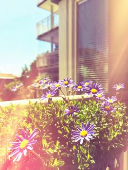 Daises blooming on a balcony. Retro style image with light leaks.