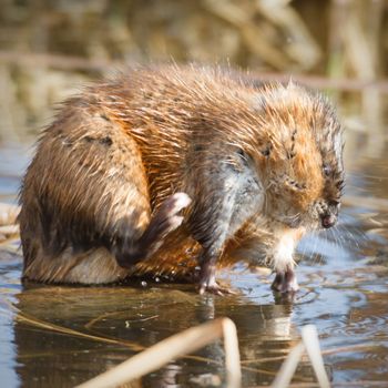 brown muskrat near lake, nature series