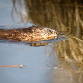 brown muskrat near lake, nature series