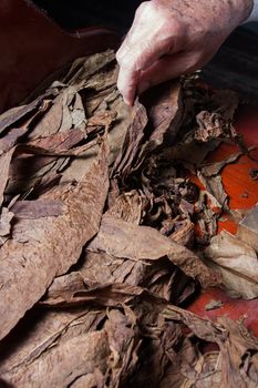 dry tobacco leaves prepared for rolling cigars