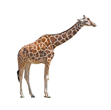 Young female giraffe isolated on white background with clipping path