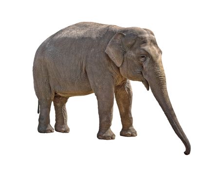 Young she-elephant isolated on white background with clipping path