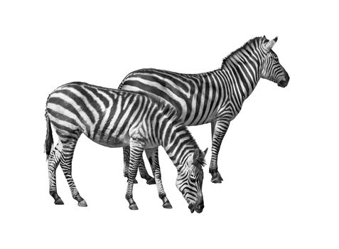 Couple of zebras isolated on white background with clipping path