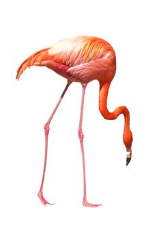 Red caribbean flamingo seeking the ground. Isolated over white. Clipping path included.
