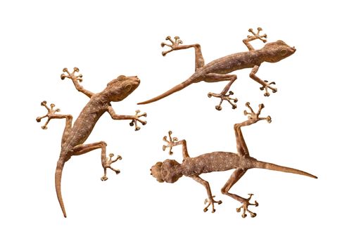Three desert sand geckos isolated on white background with clipping path