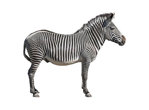 Grevy's zebra isolated on white background with clipping path