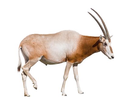 Scimitar Horned Oryx (damma) isolated on white background with clipping path