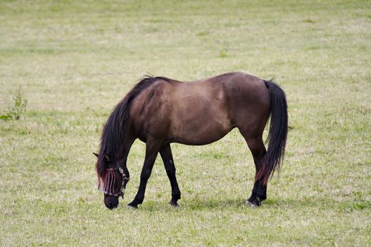 Shot of the bay horse on pasture