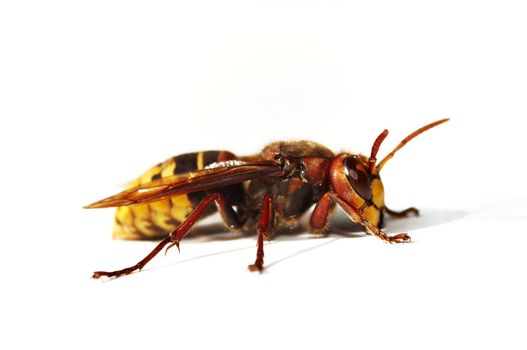 Closeup of the giant hornet