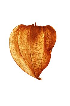 Detail of the fruit - Cape gooseberry