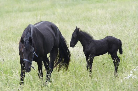 Image of the black mare with colt on horse lot