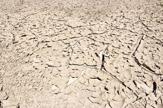 Detail of the cracked ground - dry season
