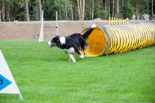 one competition in agility for dog and the dog is realy happy