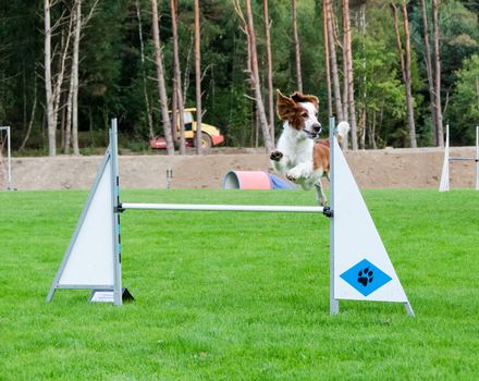 one competition in agility for dog and the dog is realy happy