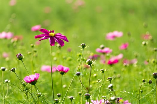 picture of purple cosmos flower field selective focus