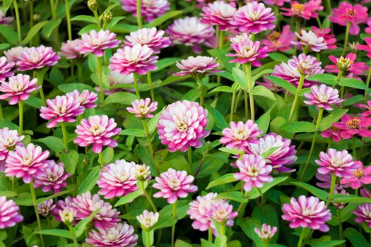 picture of dark pink flower field selective focus