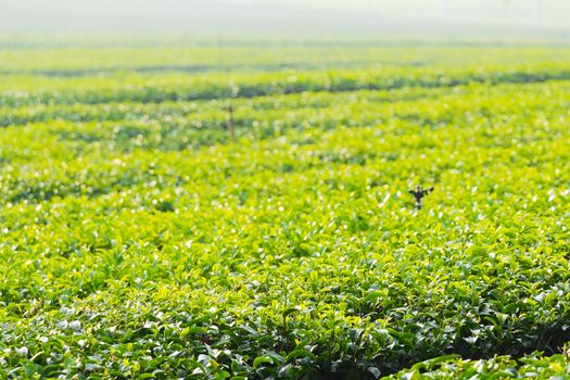 tea plantation in northen thailand tea farm