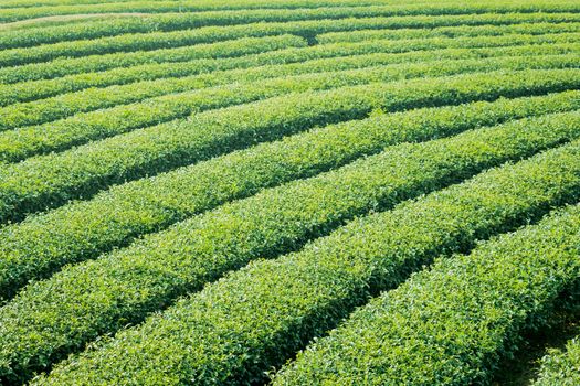 tea plantation in northen thailand tea farm