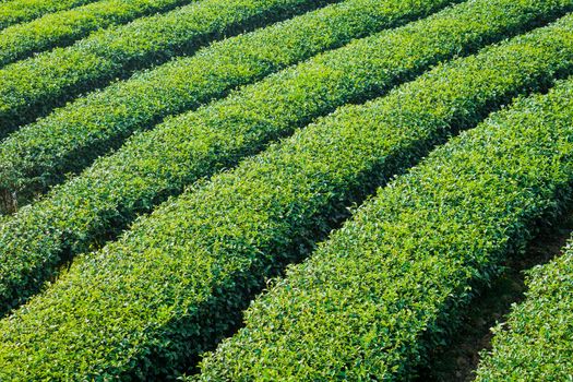 tea plantation in northen thailand tea farm