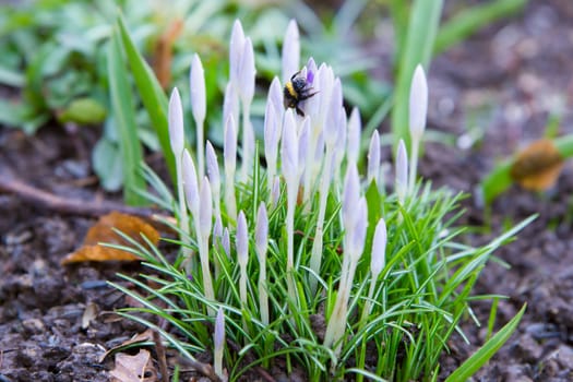 Soaked bumblebee climbing on a crocus sprout