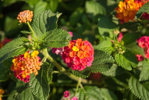  Beautiful Colorful Hedge Flower, Weeping Lantana, Lantana camara Linn in the garden