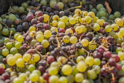 Harvesting grapes: Ripe grapes inside a bucket