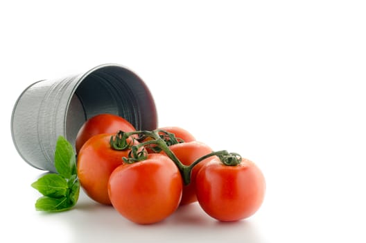 Agriculture: bucketful of fresh ripe tomatoes, isolated on white background