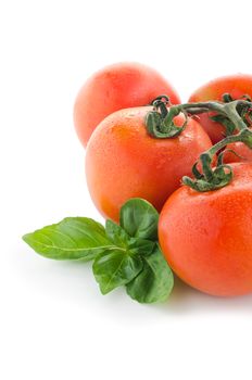 Agriculture: fresh ripe tomatoes, isolated on white background with basil leafs