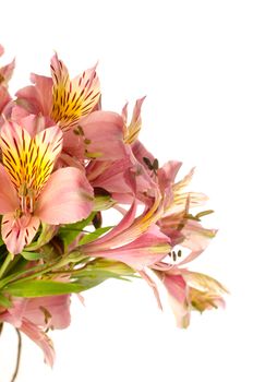 Bouquet of a beautiful alstroemeria flowers isolated on white background. Lily flower.
