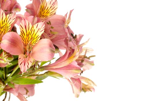 Bouquet of a beautiful alstroemeria flowers isolated on white background. Lily flower.