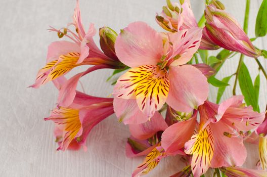Bouquet of a beautiful alstroemeria flowers on wood. Lily flower.