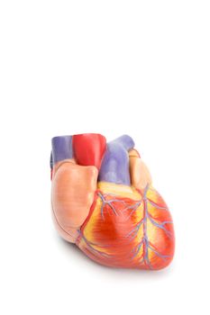 plastic model of human heart isolated on white background