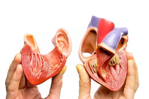 Fingers showing inside of human heart model isolated on white background