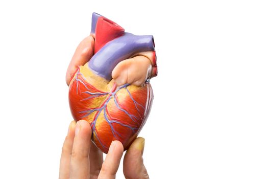 Fingers showing model of human heart isolated on white background