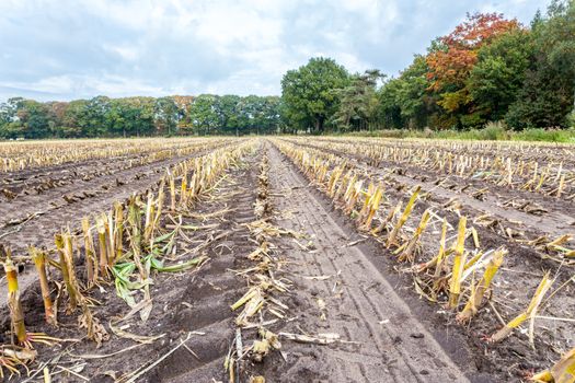 Field with rows of corn stubbles after harvesting in autumn
