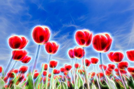 Special lightning effects in group of red tulips with blue sky