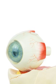 Artificial model of fhuman eye isolated on white background