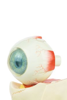 Artificial model of fhuman eye isolated on white background