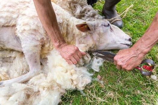 Hands of man shaving wool from sheep with scissors