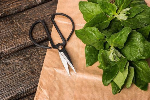 Spring spinach leaves on dark wooden background with scissors and paper