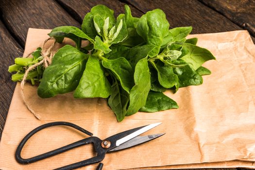 Spring spinach leaves on dark wooden background with scissors and paper