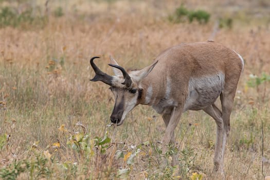 Pronghorn antelope in Montana.